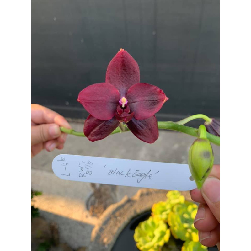 Орхiдея Phal. Zheng Min Anaconda x (Samera-Hawaii Dragon Girl